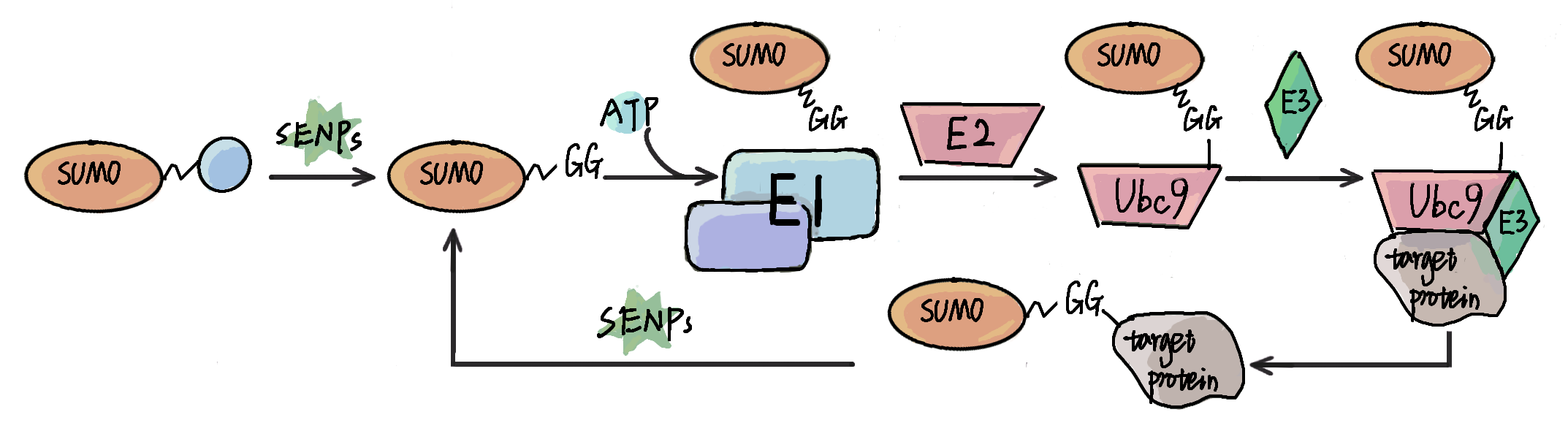 GPS-SUMO: Prediction of SUMOylation SUMO-interacting
